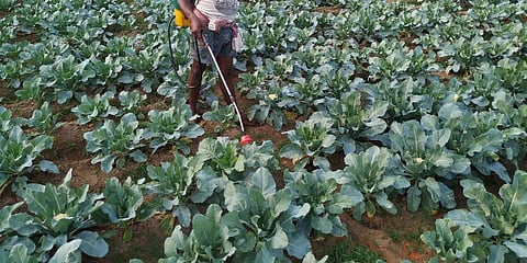 Cauliflower Crops (Photo | EPS)