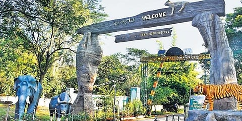 Visitors to BRT Tiger Reserve will have to show their tickets at every entry and exit point to prevent any untoward incidents. (Photo | Udayshankar S, EPS)