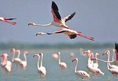 File photo of birds at the Pulicat lake. (Photo | EPS)
