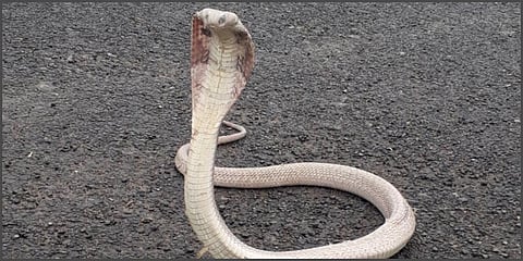 Extremely rare Albino spectacled cobra (Naja naja) has been sighted first time in Uttarakhand. (Photo | EPS)