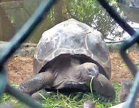 Aldabra giant tortoise from the Madras Crocodile Bank | Express