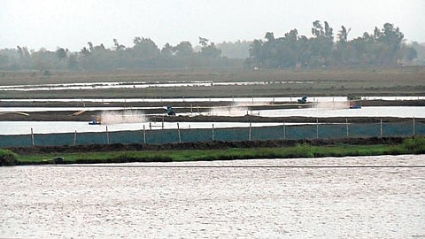 Illegal prawn farms at a village in Mahakalapada block | Express