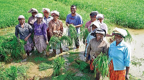 Robert T D with workers at his paddyfield in Kanjoor. He cultivates paddy in 40 acres