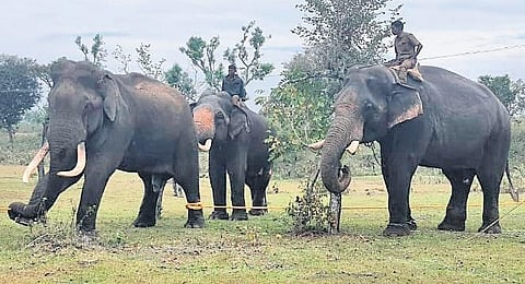 The wild elephant being treated at Bokkapuram in MTR in Nilgiris district; representational image only