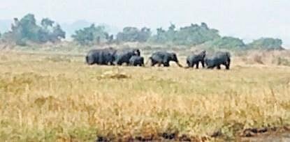 Similarly, the elephants entered into Dhumabati Nagar in Ward no.-17 of Choudwar municipality on Sunday night.