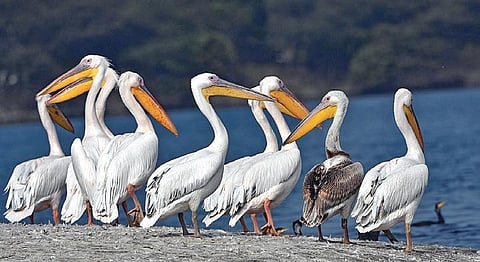 Birds at a sanctuary in Noida clicked by Ashish Sulkh