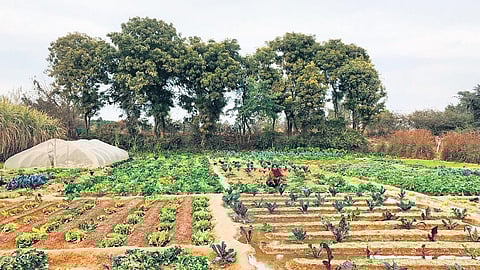 The 6.5 acre farm grows produce in rotation so as to not exhaust the soil’s nutrients