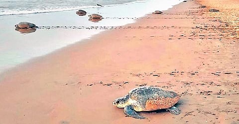 A large number of Olive Ridley turtles have started arriving on the stretch between Gopalpur and Nuagaon, around 4 km from Rushikulya beach in Ganjam district, said DFO Amlan Nayak.