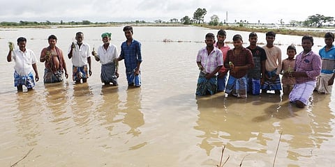 Farmers display what's left of their crops after multiple channel breaks in Therku Panaiyur village in Kilvelur block in Nagapattinam. (Photo | EPS, Antony Fernando)