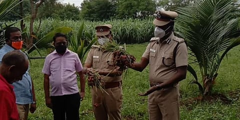 About 500 kg of shallot was sent to Freedom Bazaar for sale. (Photo | EPS)