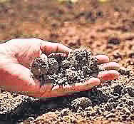 Govt Agriculture college holds international webinar on soil