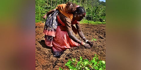 A tribal woman plants a sapling at Kuttampuzha colony. (Photo| Albin Mathew, EPS)