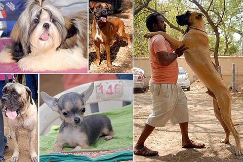 The pawerful, smol and fat boi with hoomans