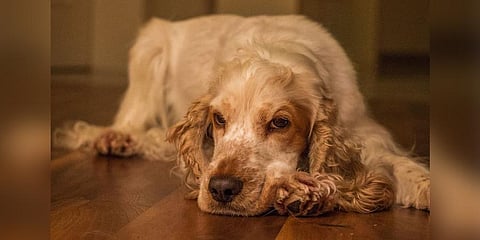 An imported pediatric pacemaker was implanted in the female dog, Khushi, who had developed a complete heart block.