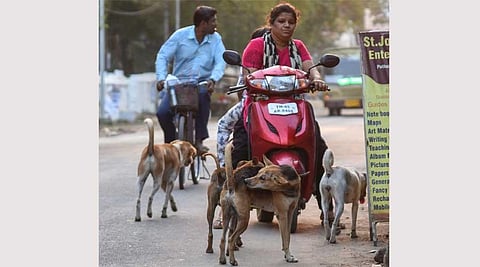 AWBI nod awaited for reviving animal birth control centre