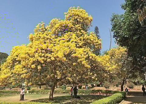 Cubbon Park on a new path?