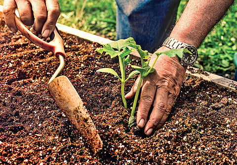 Understanding the soil food web
