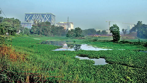 Kadambrayar river filled with water hyacinths at Kakkanad (below) A man rows a boat in the river | A Sanesh