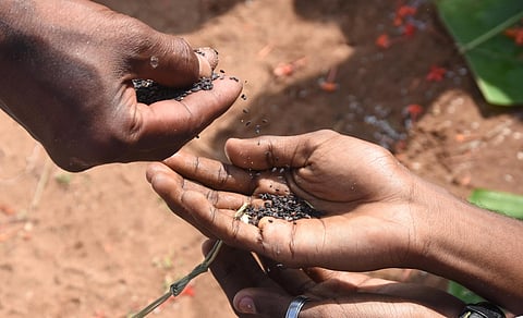 Image of sesame seeds used for representational purpose (File Photo | BP Deepu, EPS)