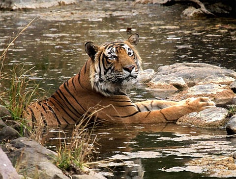 A tiger rests in a pond at the Ranthambore National Park.(File Photo | PTI)