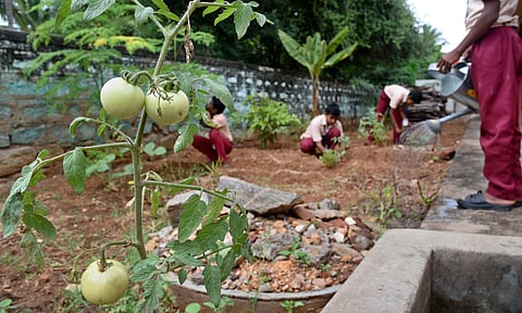 Kitchen Garden in Coimbatore school. (Photo| EPS)