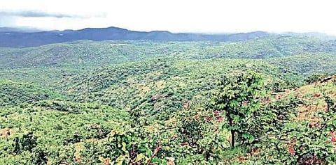 Is Karanataka government opening up Kappatagudda for gold mining?