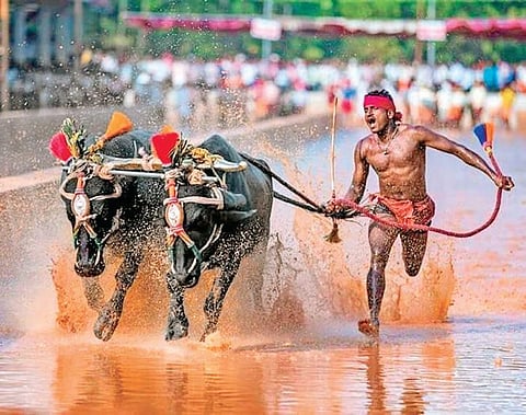 Srinivasa Gowda on his way to creating history as the fastest jockey during the Aikala Kambala held recently | Express