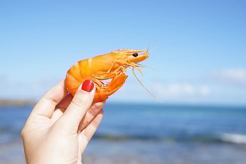 Image of shrimp used for representational purpose.