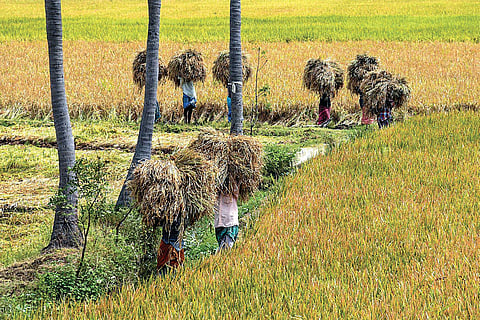 Representative images of farmers in the delta region | Express