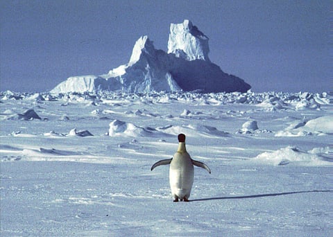 In this undated file photo, a lonely penguin appears in Antarctica during the southern hemisphere's summer season. (Photo | AP)