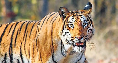 Going by the findings of the latest tiger survey (2018), the state has a robust tiger population of 190 .