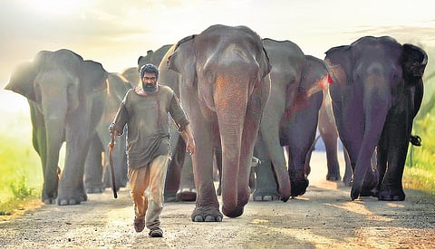 The shots usually required Rana to be accompanied by around 20 elephants.