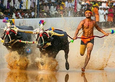 Nishanth Shetty at a Kambala event. (Photo | EPS)