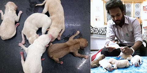 Injured pregnant dog dies, five puppies survive through 'C-section' in Tamil Nadu