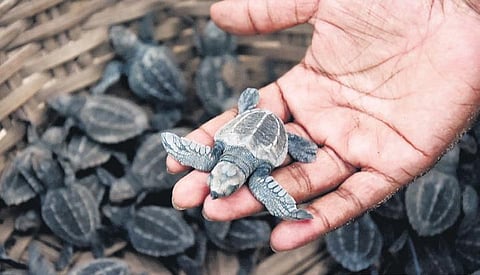 Olive Ridley hatchings being released into the sea at Besant Nagar | ashwin prasath