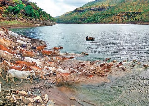 The Poda Thurpu cattle breed is found in Nagarkurnool district and is mainly bred inside Nallamalla forest of Amrabad and the adjoining areas, including Achampet, Lingal and Padra