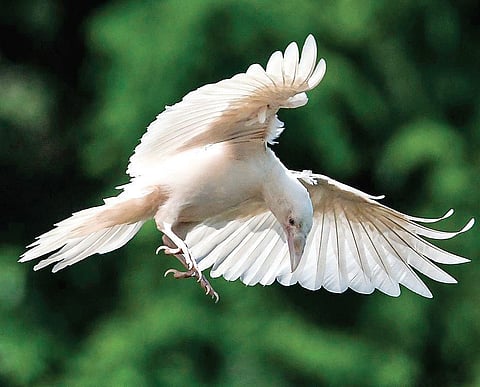 Malay Chatterjee’s The Drunk Bird Chronicles is a strange book.