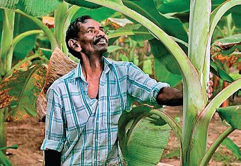 P A Joseph, one of the beneficiaries of the Palliyakkal bank project at his farm