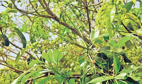 Though it is mid-Febrauary, fruit bearing trees have only started flowering lAlbin Mathew