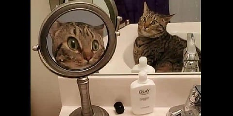 In the shared post, one can see that Roscoe was hanging out in the sink and looking at himself in the mirror. (Photo | Instagram)
