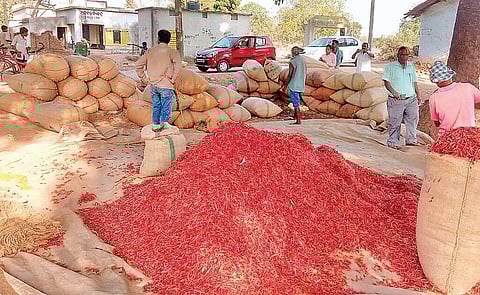 Chillies stocked in a market yard at Kuchinda. (Photo| EPS)