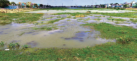 Periyathoppu Lake in Mathur is filled with weed while encroachments too have been rampant | d sampath kumar