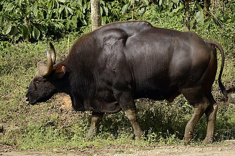 Indian Gaur (Image for representation)