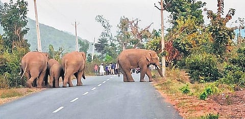 Jumbos crossing road in Meliaputti mandal Srikakulam. (Photo | EPS)