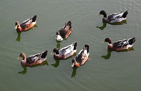 EPS file image of ducks used for representational purpose only
