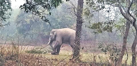 A tusker roaming in Ambatumba within Raibania reserve forest I Express