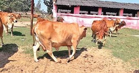 Sahiwal breed is in demand for its high milk yield, resistance to diseases and pests.