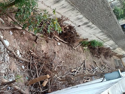 At least 40 trees cut down at Indu Fortune Fields, KPHB on Friday.