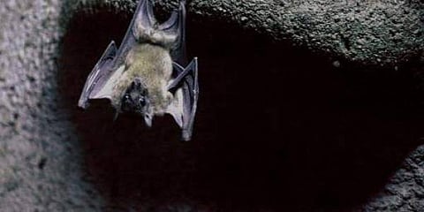 For representational purposes