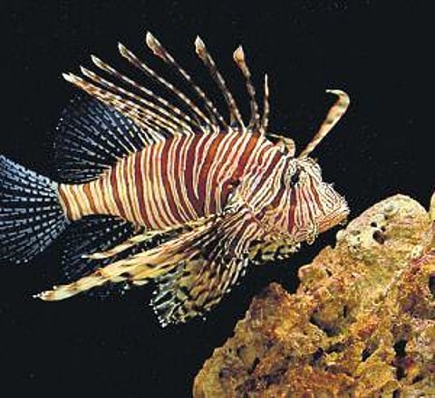 Get up close to whale shark, dolphins and lot more at CMFRI museum